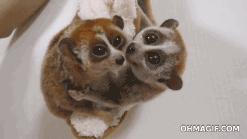 cutest-slow-loris-gifs-cleaning.gif