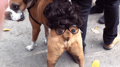 The Most Epic Funny GIF Collection Ever Seen