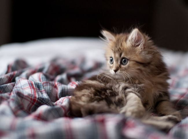 Cute Cat Posing
