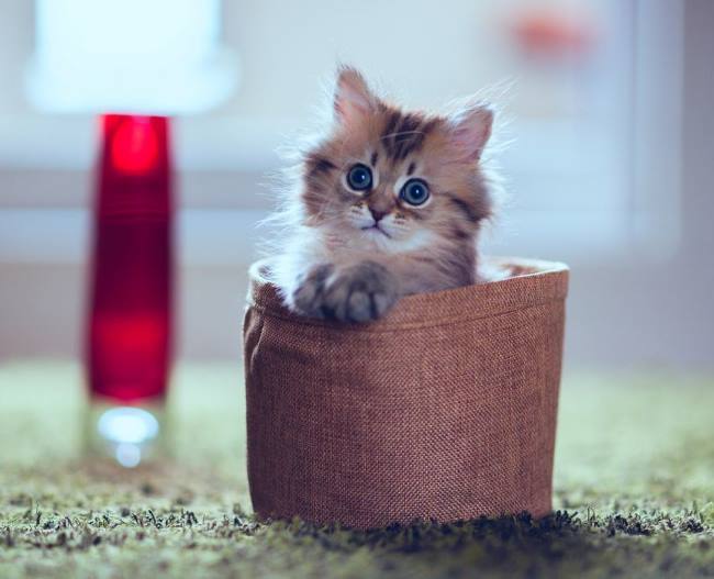 Photogenic Kitten Sheets