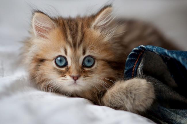 Kitten Eyes