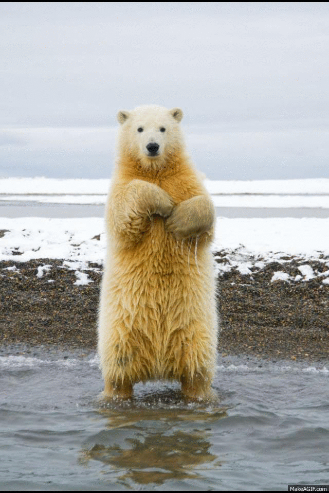 Adorable Dancing Bear GIF