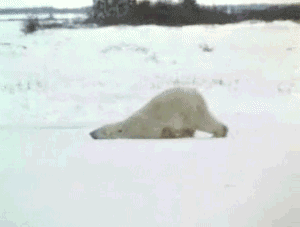 Polar Bear GIFs