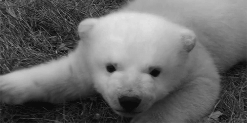Crawling Polar Bear