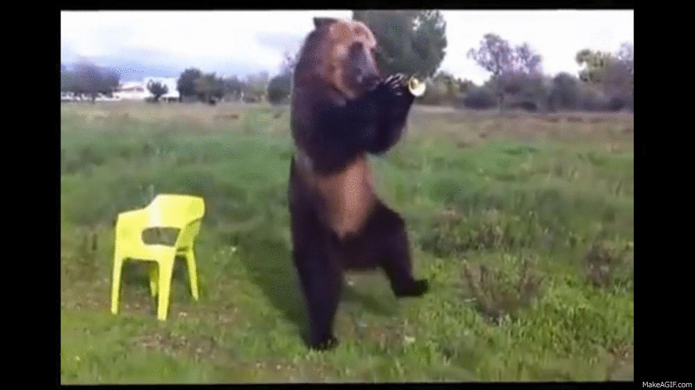Dancing Bear GIF