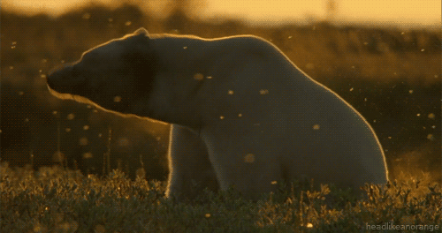 Most Awesome Bear GIFs Ever