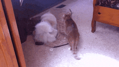GIFs Of Cats Playtime
