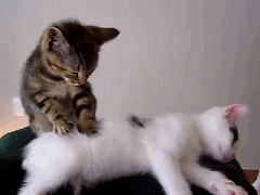 cat-gifs-massage.gif