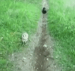 cat-owl-friends.gif