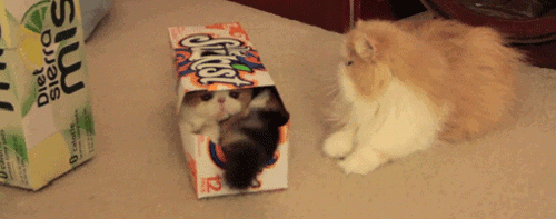 Cute Cat Stuck In A Box GIF