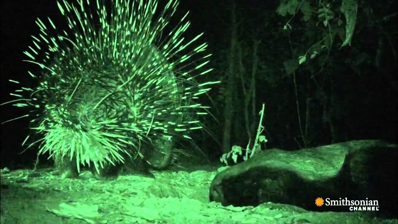 A Honey Badger Versus A Porcupine