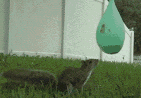 Squirrel Scared Of Water Balloon