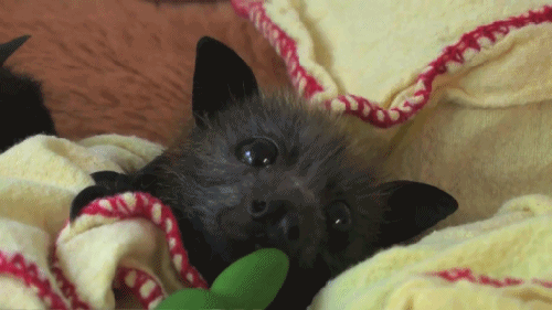 Baby Bat Adorable Animal GIFs
