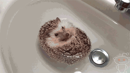 Hedgehog Bath GIF