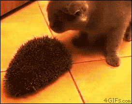 Hedgehog and Cat GIF