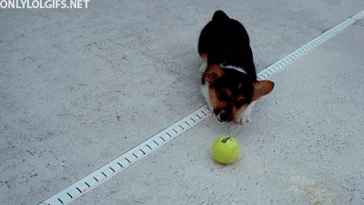 Adorable Animal GIFs Puppy With Ball