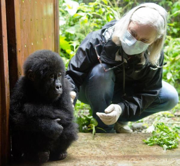 Baby Gorilla