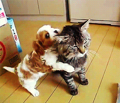 Cat And Puppy GIF
