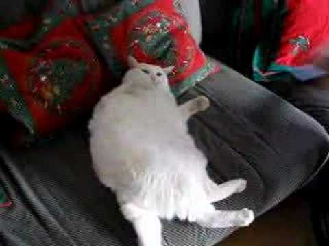 Cat Loves To Be Vacuum Cleaned
