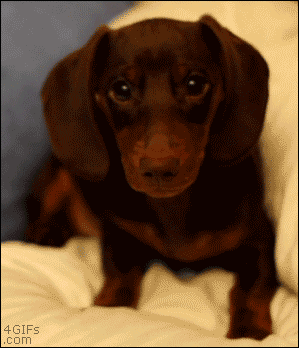 The Best Dog GIFs Ever