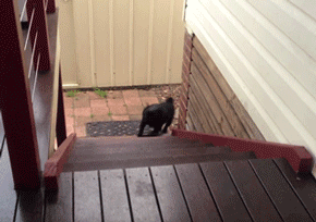 Dog GIFs Running Up The Stairs
