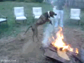 fire dog jumping funny trying gifs through jump dogs involves even places