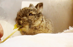 Rabbit Eats Flower GIF