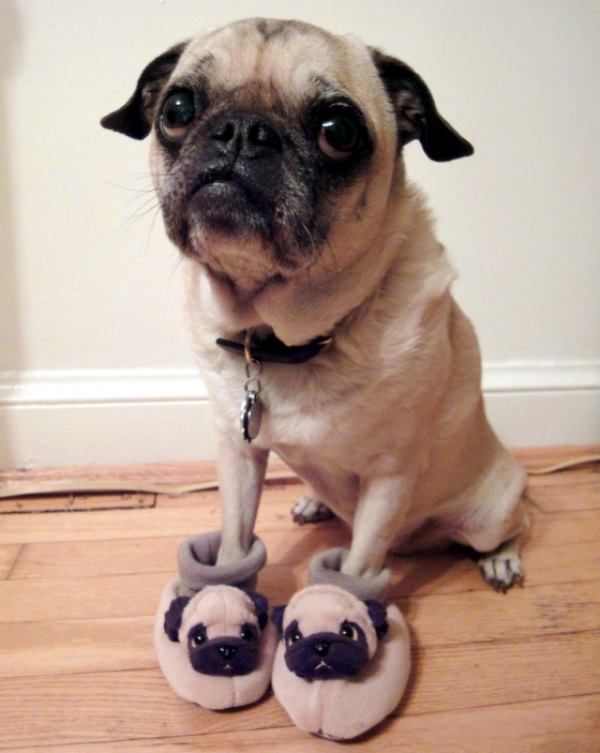 Cutest Pug Pictures