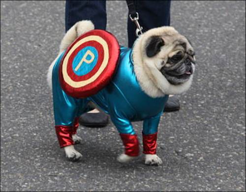 Halloween Pug Captain America
