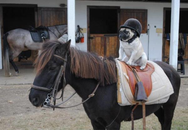 Horse Riding Pug