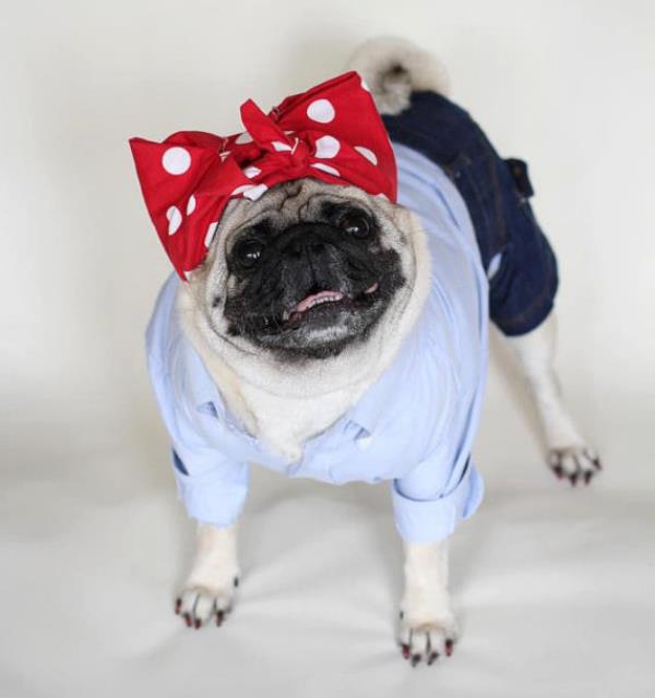 Lucille Ball Pug Costume