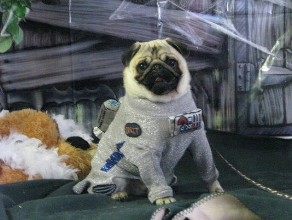 Pug Astronaut Costume Picture