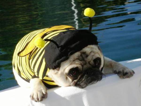 Pug Dressed As A Bumble Bee