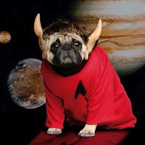 Pug Dressed Spock