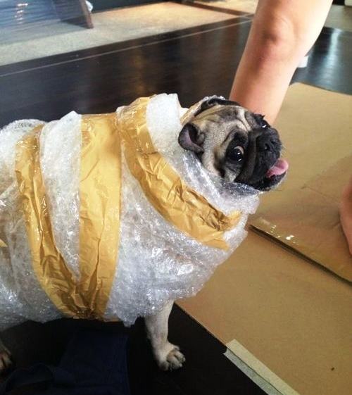 Funny Pug Costumes UPS Delivery