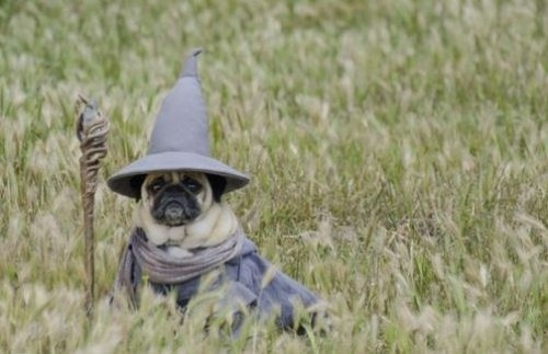 Lord Of The Rings Pug Gandalf