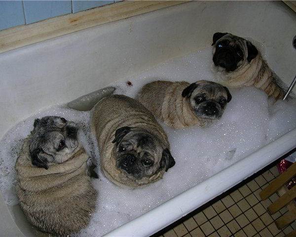 Bath Pug Pictures
