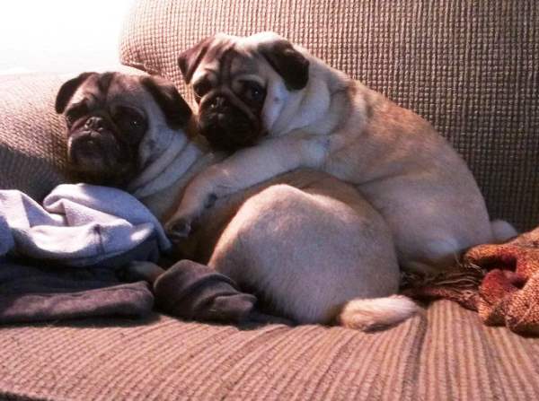 Pugs Caught In The Act