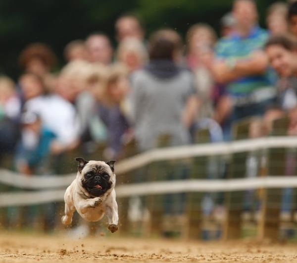 Pug Running
