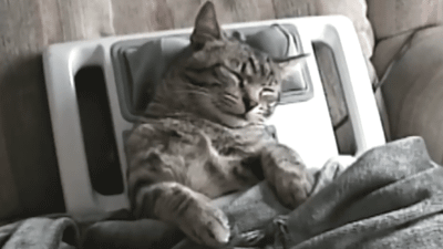 Cat Neck Massage Animal GIFs