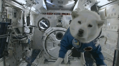 Animal GIFs Dog In Space