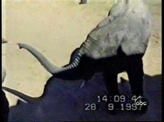 Ostrich Versus Elephant GIF
