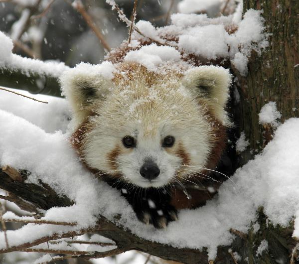 Cute Red Panda In Snow