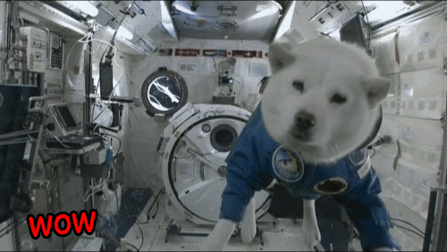 doge-in-space.gif