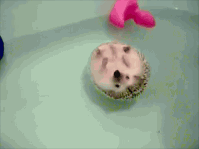 Floating Hedgehog