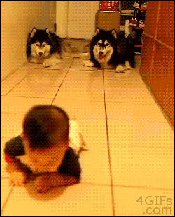 Dogs Imitate Baby Crawling