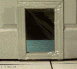 Funniest GIFs Plastic Wrap Cat Door