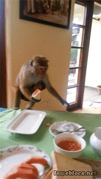 The Cutest & Funniest Animal GIFs Ever