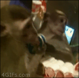 Monkey Sees Himself