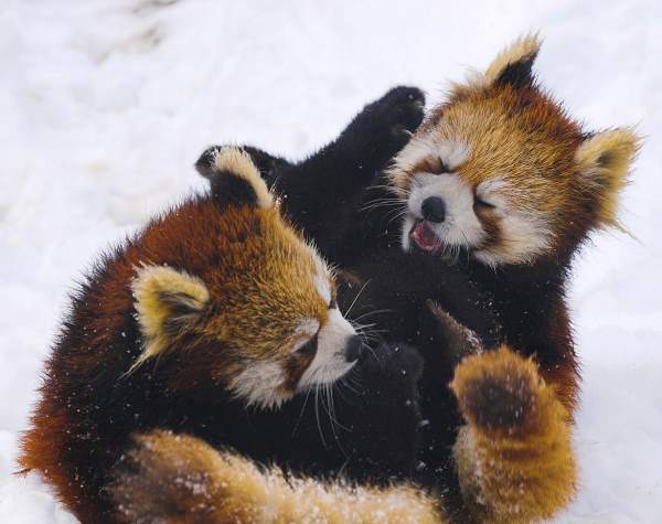 Red Pandas Fighting In Snow